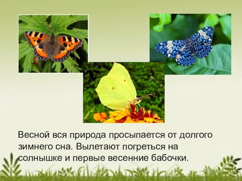Увидеть бабочку весной. Бабочки которые появляются весной. Первые бабочки весной. Первые весенние бабочки. Какие бабочки появляются весной.
