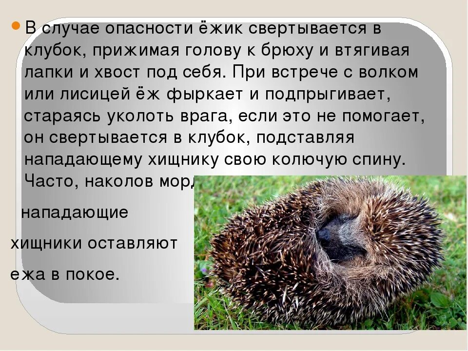 Еж это зверь потому что закончить предложение. Рассказ про ежика. Еж рассказ. Рассказ про ежа. Рассказать о Ёжике.