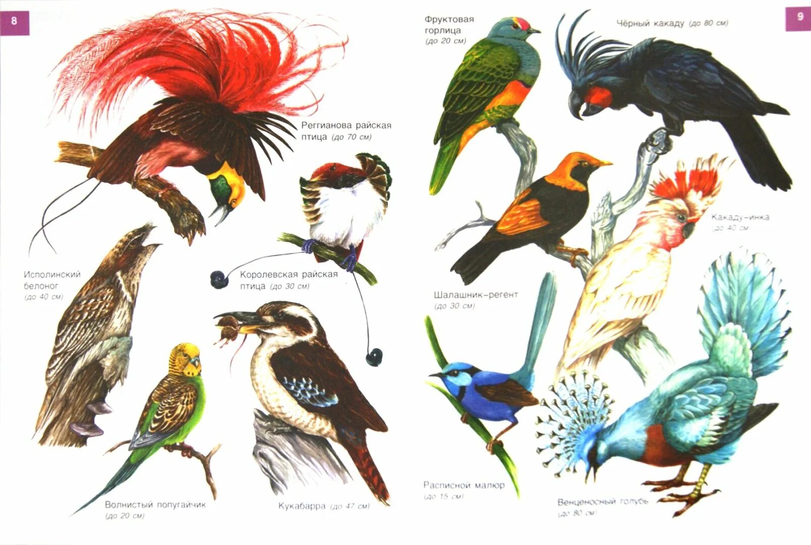 Какому жанру относится изображение птиц животных. Экзотические птицы названия. Птицы с названиями для детей. Экзотические птицы рисунки. Экзотические птицы и их названия для детей.