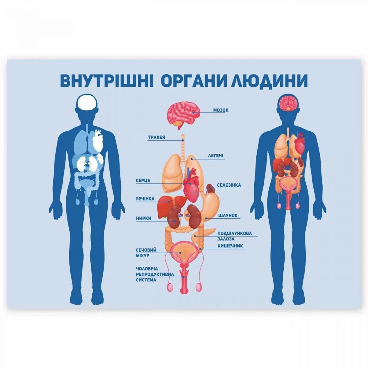 Органы человека и страны. Внутренние органы человека. Схема органов человека. Плакат органы человека. Внутренние органы человк.