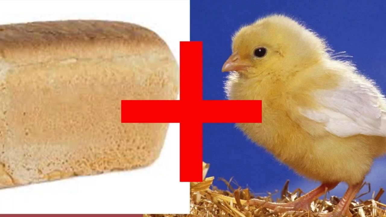 Можно ли цыплятам хлеб. Хлеб для цыплят бройлеров. Хлеб с цыплёнком. Мешанки для цыплят с хлебом. Священные цыплята.