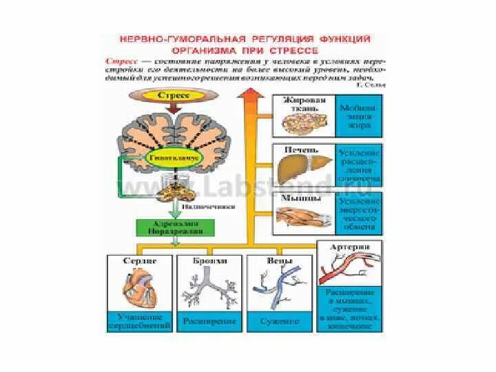 Что не характерно для гуморальной регуляции. Регуляция функций организма. Нейрогуморальная регуляция. Регуляция процессов жизнедеятельности человека. Гуморальная регуляция при стрессе.