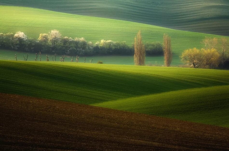Бесконечные холмы. Зеленое поле Тоскана. Красивое поле. Зеленый пейзаж. Фон поле.