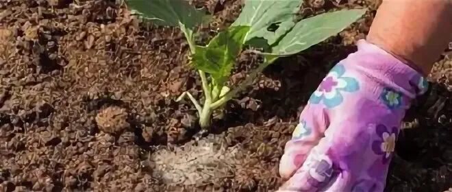 Высадка рассады в грунт в мае 2024