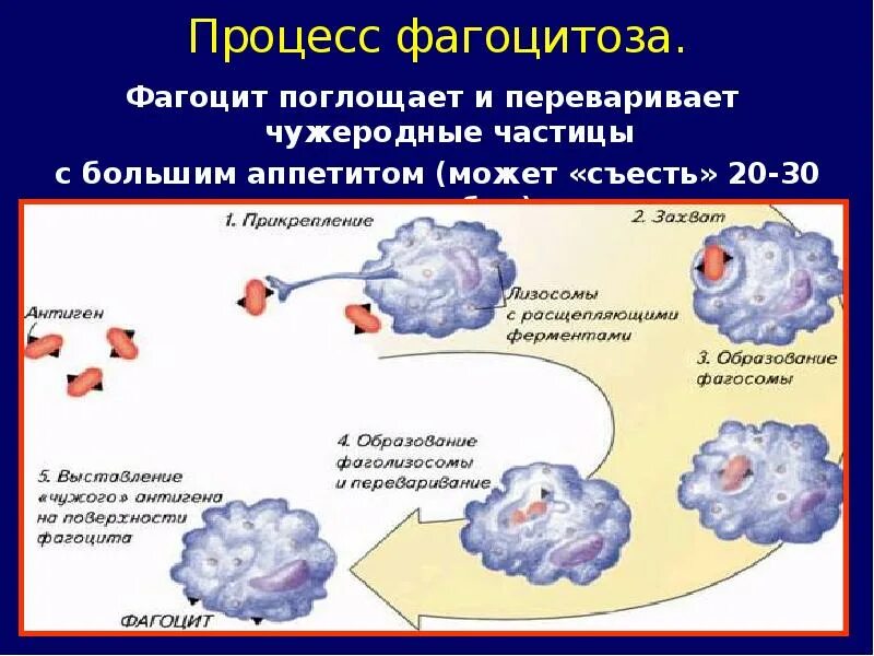 Некоторые лейкоциты называют фагоцитами за
