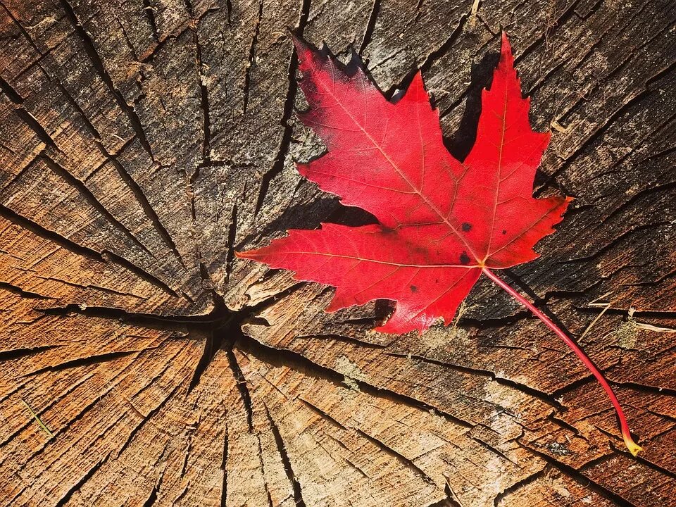 Как выглядит лист клена канадского Lookalike Leaves: How to Tell the Difference Between Maple Tree