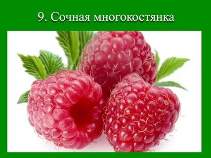 Строение малины