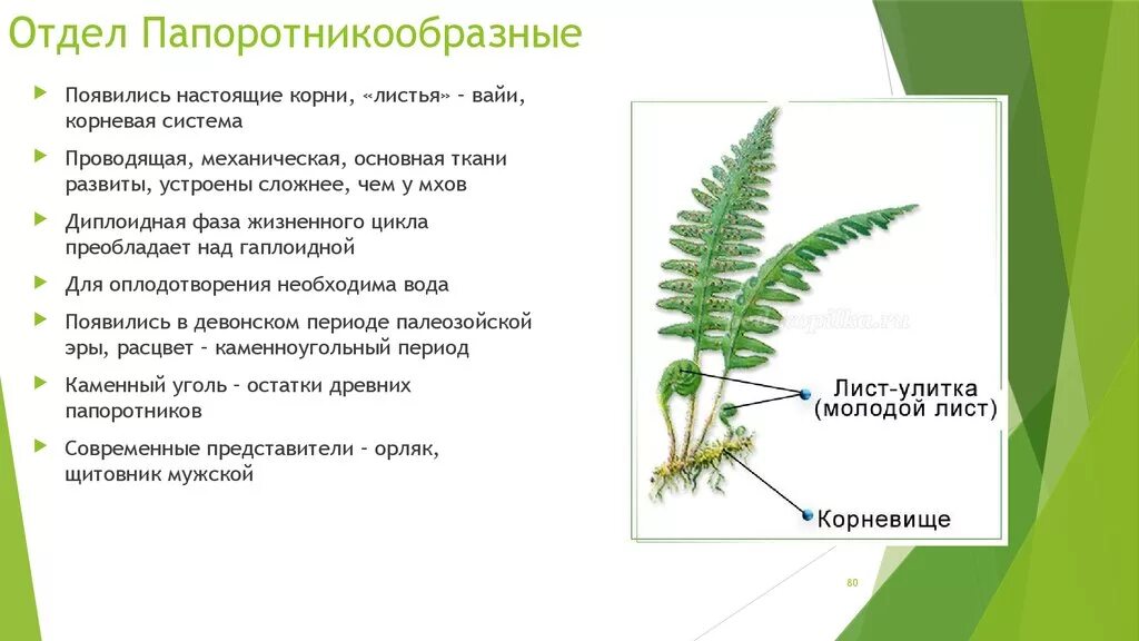 Плауновые хвойные папоротниковые однодольные корневая система