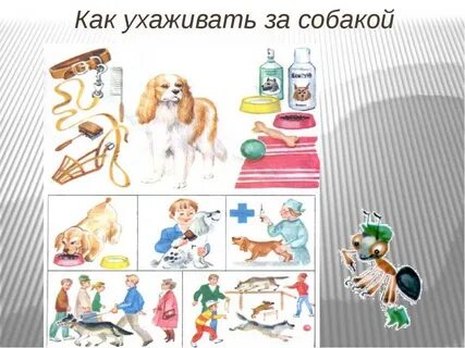Как ухаживают за собакой 1 класс