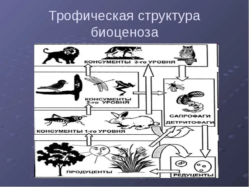 Трофическая структура сообщества. Пищевая трофическая структура биоценоза. Трофическая структура биогеоценоза это. Трофическая структура экосистемы. Трофическая структура пруда.