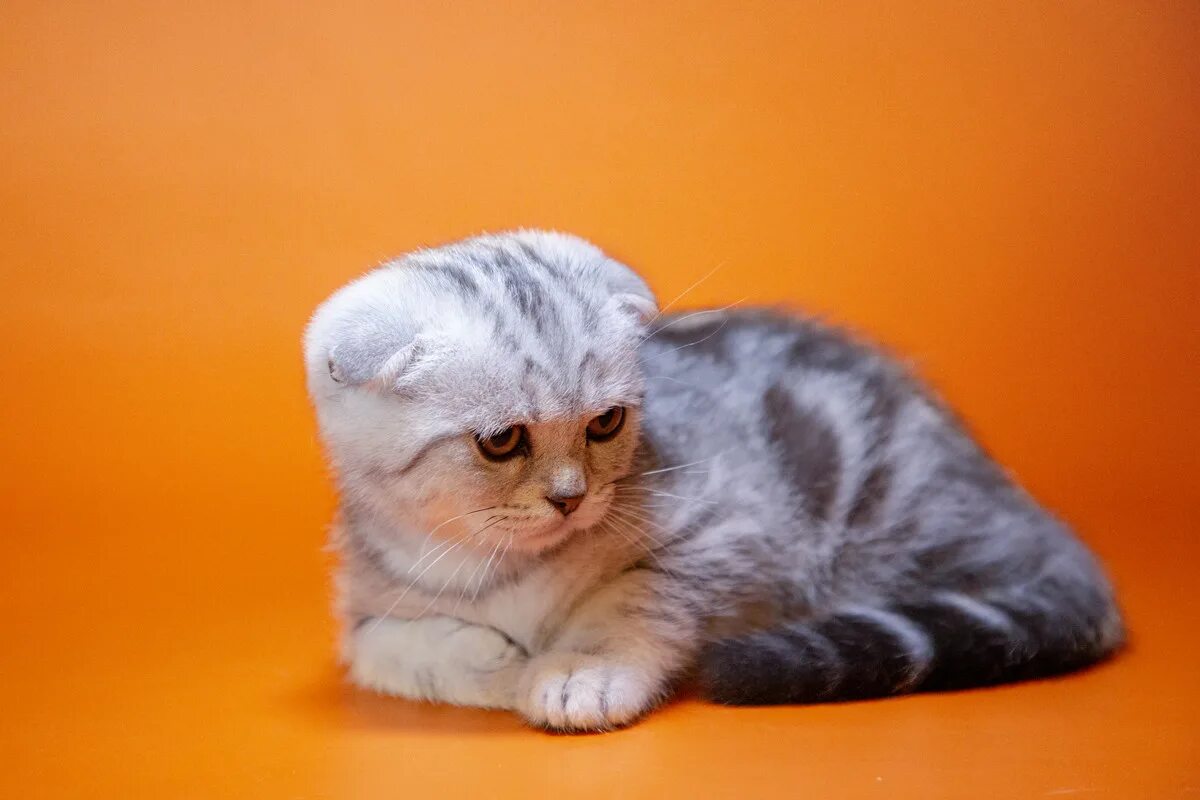 Фолд 5 обзор. Скоттиш фолд. шотландский вислоухий кот. котята шотландская кошка скоттиш фолд. шотландская вислоухая кошка абрикосовая.