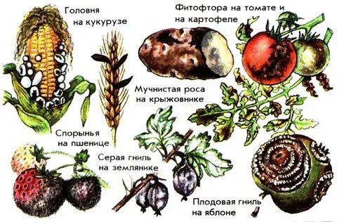 Грибы паразиты растений и животных