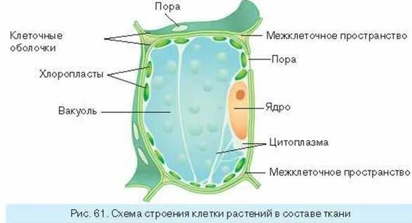 Строение растительной клетчатки. Строение поры растительной клетки. Мембрана растительной клетки строение рисунок. Строение мембраны растительной клетки. Оболочка растительной клетки схема.