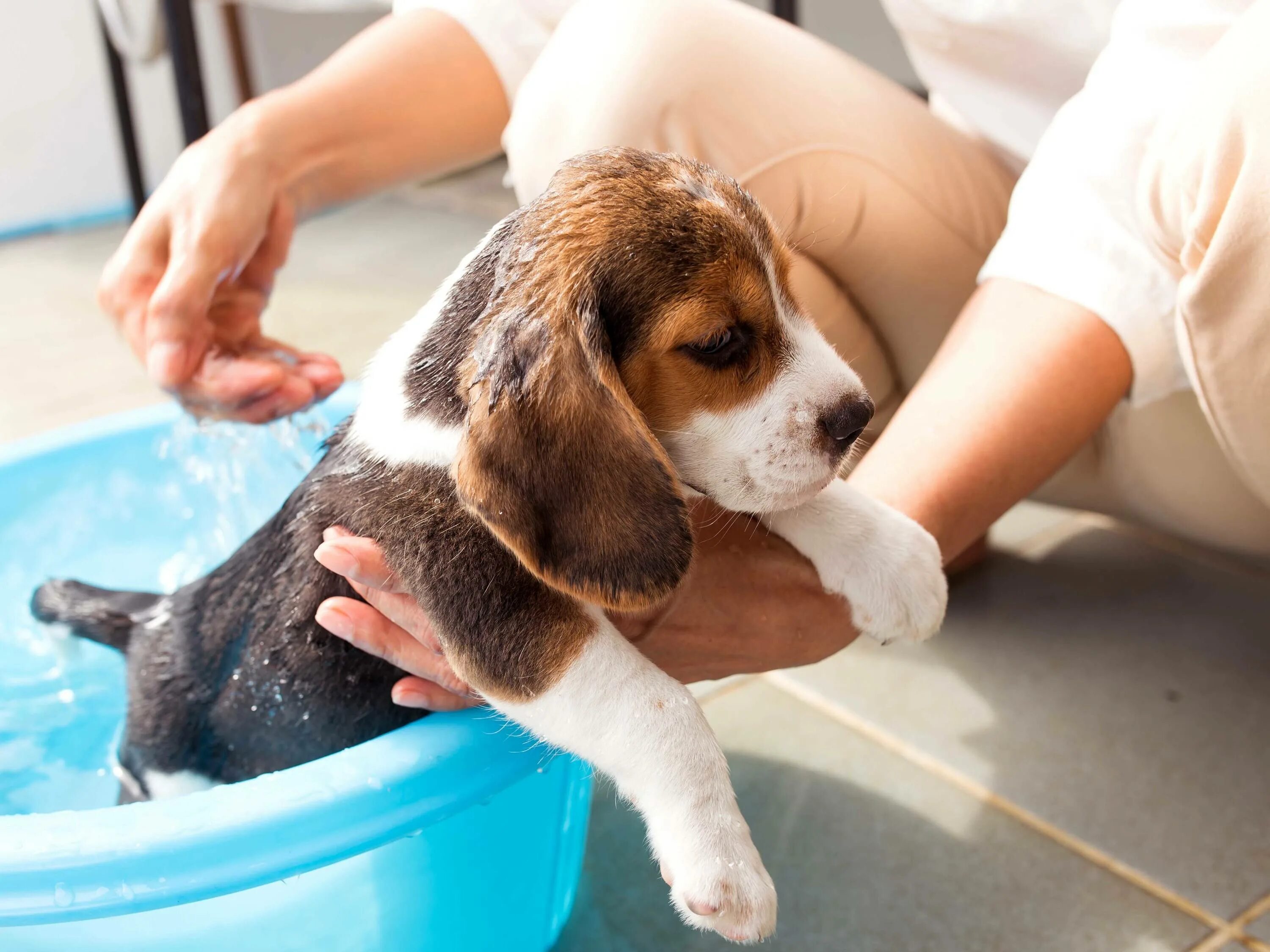 Сколько раз мыть собаку. Мытье собаки. Собаку моют. Купание собаки. Собака купается.