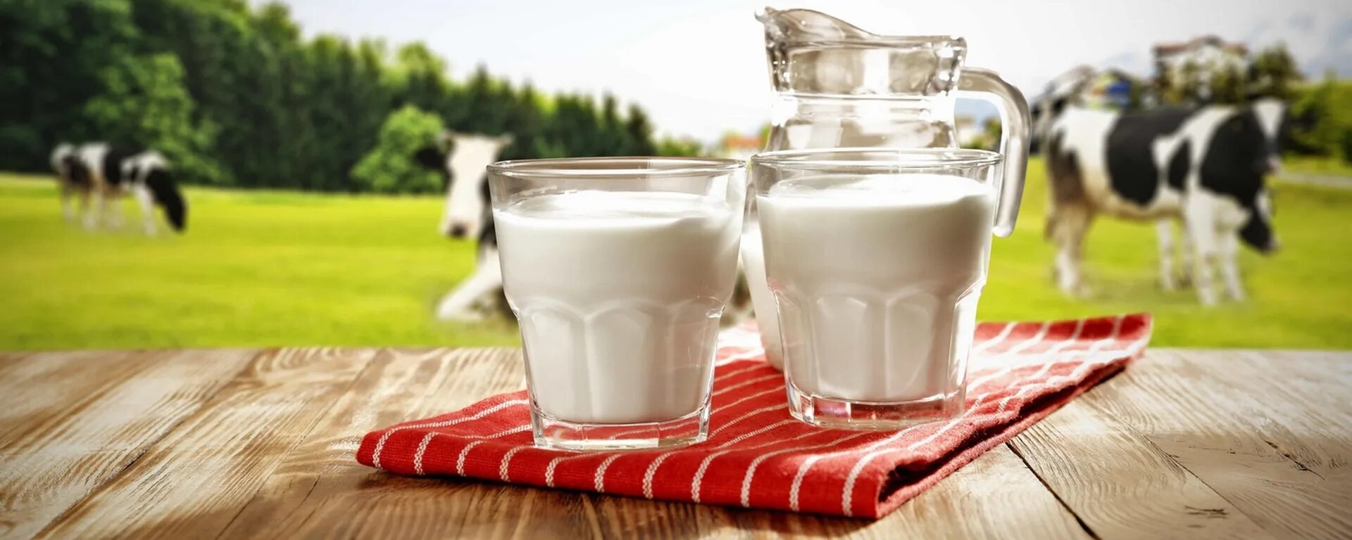 Реализуем молоко. Молоко. Корова молоко. Молоко фото. Коровье молоко фото.