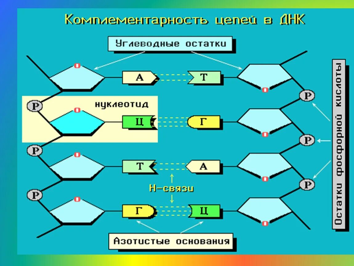 12 цепей днк. Комплементарность цепей ДНК. Комплементарность 3 цепей ДНК. Комплементарные пары нуклеотидов в РНК. Комплементарные пары азотистых оснований РНК.