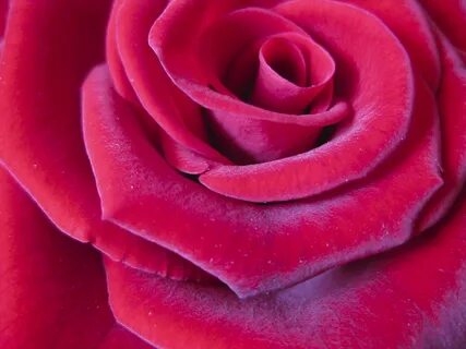 Pink rose red