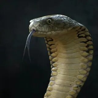 Ең үлкен есек