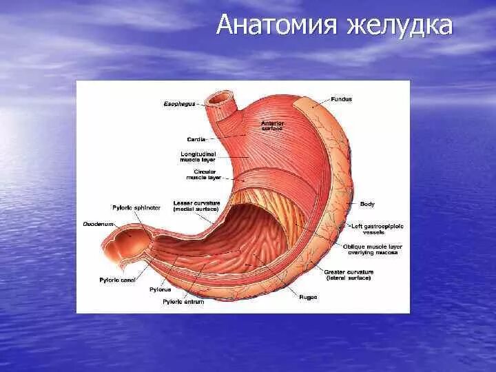 Желудок анатомия атлас. Атлас по анатомии строение желудка. Строение желудка человека. Внутреннее строение желудка