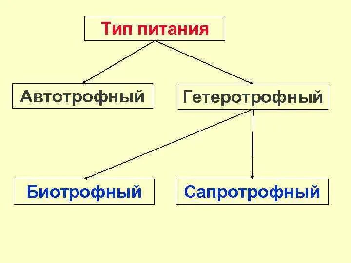 Тип питание Автотрофное и гетеротрофное питание. Автотрофный и гетеротрофный Тип питания. Автотрофный Тип питания и гетеротрофный Тип питания. Виды питания Автотрофное гетеротрофное.