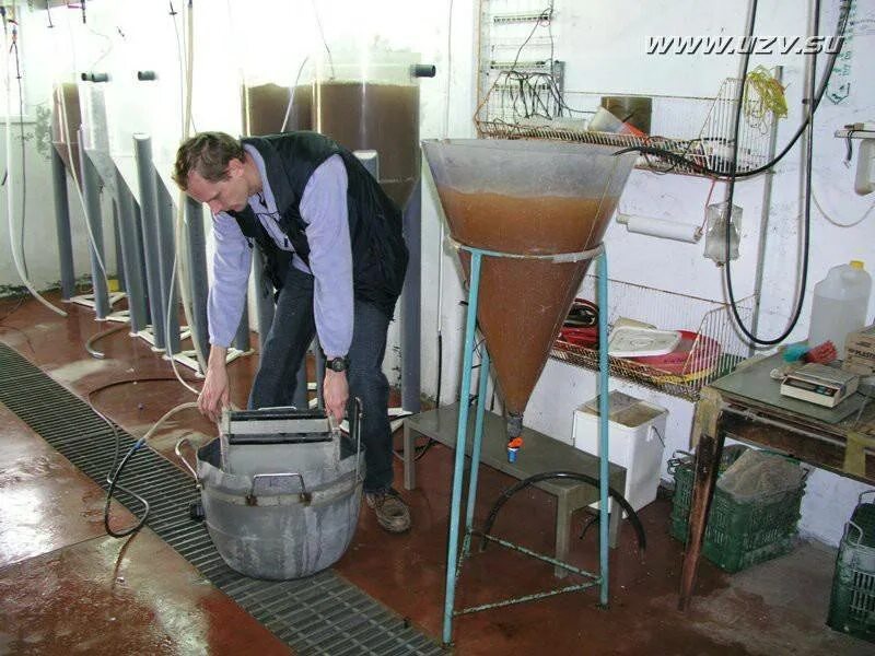 Разведение артемии. Приспособления для разведения артемии. Яйца артемии салина. Артемия в банке. Artemia salina цисты.