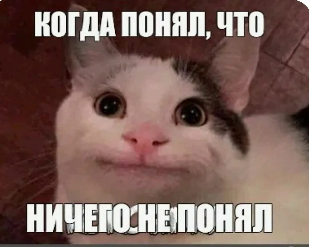 Мем кот не понимает. Кот мем. мемы с котами ничего не понял. мемы ничего не понимаю. котик не понимает.