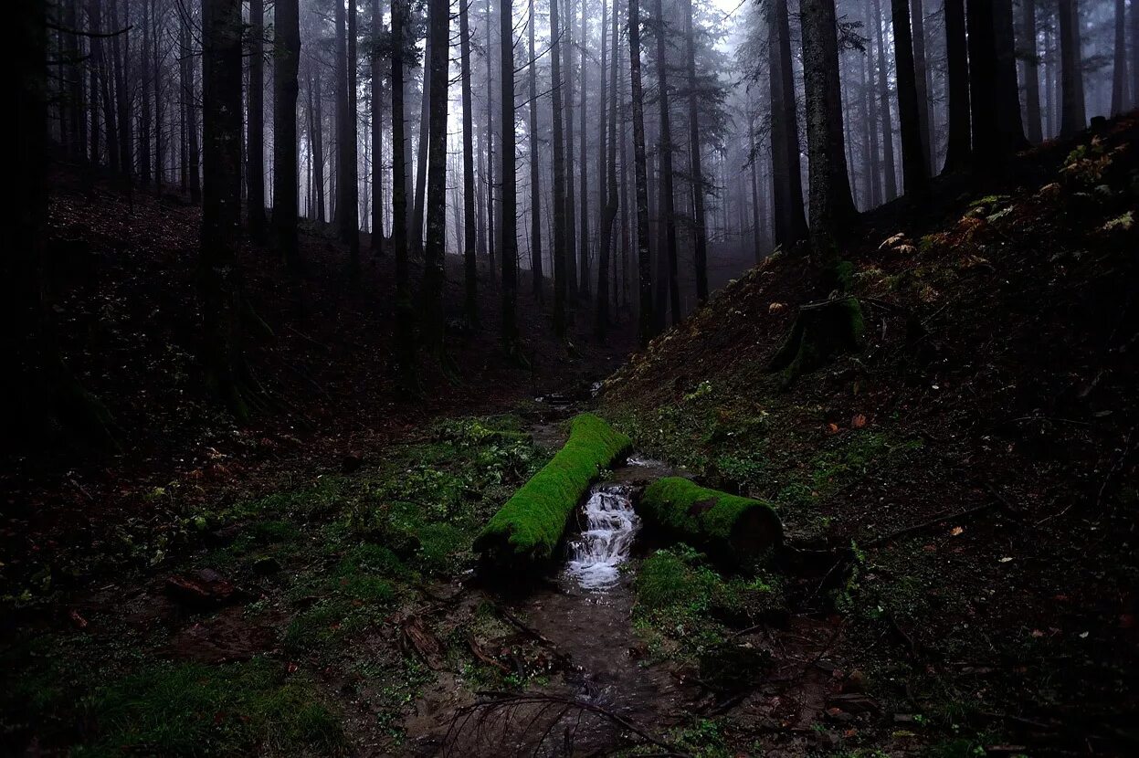 Темнеющий лес темнеющего леса. Пасмурный лес. Роща в тумане. Прозрачный лес. Темнеющий лес темнеющего леса.