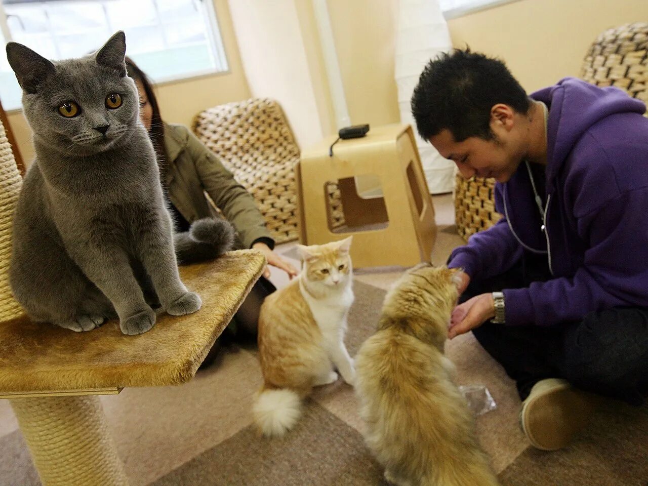 Как называется хобби кошки. Кошачье кафе - &quot;cat cafe&quot; в японии. кошачьи кафе в японии. необычные домашние кошки. японское кафе с кошками.
