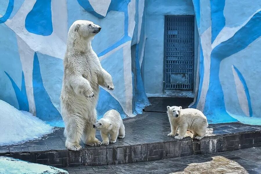Новосибирский зоопарк медвежата 2023. Новосибирский зоопарк белые медведи. Новосибирский зоопарк медвежата. Зоопарк Новосибирск медведи. Зоопарк новосибирск белые медведи