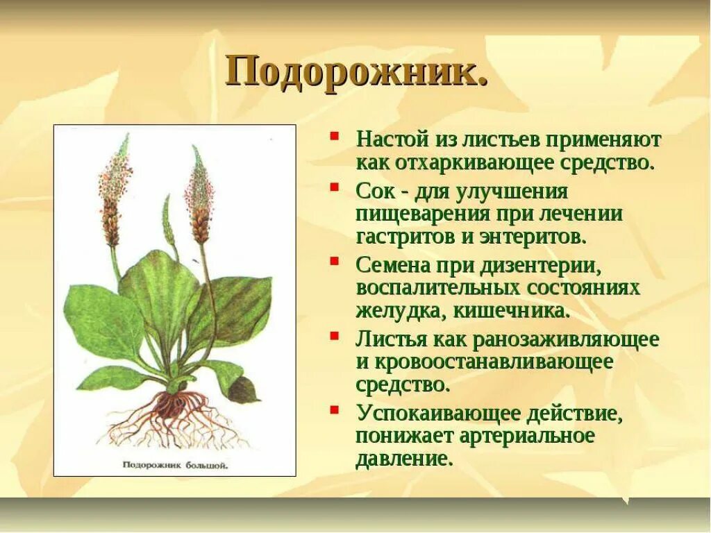 Подорожник содержит. Лекарственные растения подорожник лекарственный. Подорожник для травника. Лекарственные растения подорожник целебные свойства. Подорожник широколистный.