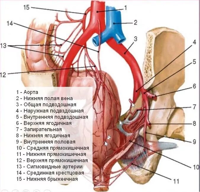 Брюшная аорта. Артерии таза.. Внутренняя подвздошная артерия анатомия. Подвздошная артерия схема. Общая подвздошная артерия и ее ветви анатомия.