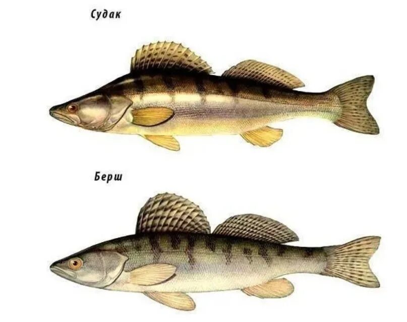 Рыба различие. Речная рыба берш. Окунь берш Судак. Бёрш и Судак отличия. Берш Волжский Судак.