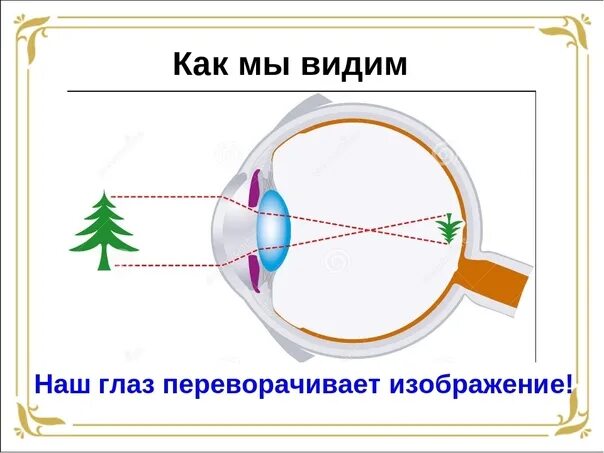 Какое изображение появляется на сетчатке глаза. Как видит глаз. Как мы видим. Как глаз воспринимает картинку. Перевернутое изображение на сетчатке глаза.