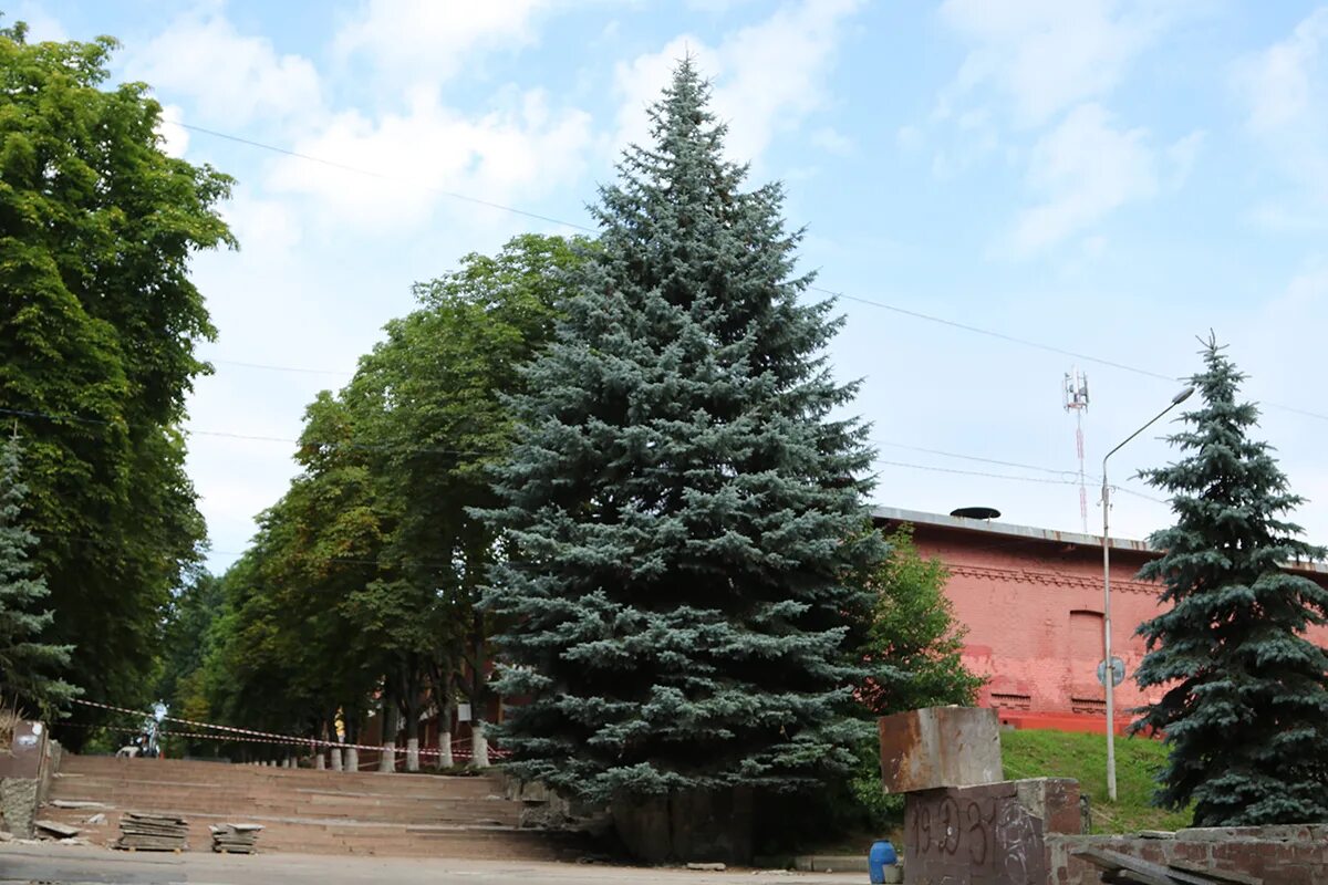 Ель сибирская ель голубая. Парк победы аллея голубых елей. Москва парк победы аллея голубых елей. Голубые ели нальчик. Голубые ели бишкек парк.