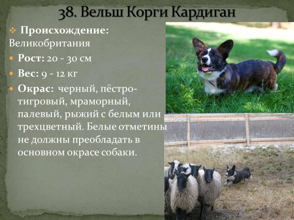 Вельш корги кардиган рост. Вельш корги кардиган рост и вес. Корги кардиган самец вес. Корги кардиган рост.