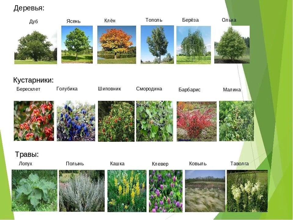 Выберите примеры кустарников. Кустарничеки названия. Кусты названия. Кустарники примеры. Название кустарников и трав.