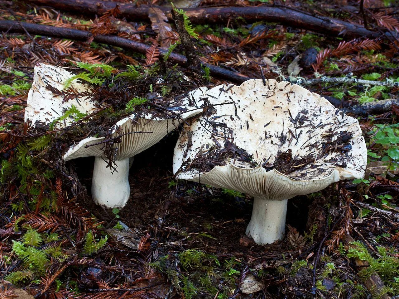 Как называется гриб похожий. Russula Delica (подгруздок белый). Сыроежка гриб белая. Белые сыроежки съедобные. Карауш грибы.