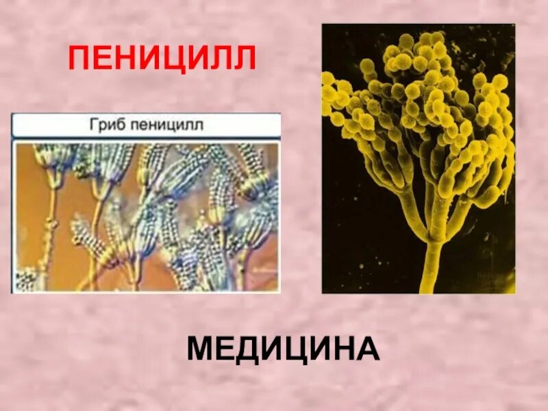 Пеницилл царство. Нитчатый гриб пеницилл. Плесневые грибы пеницилл. Грибница пеницилла микрофотография. Пеницилл группа организмов