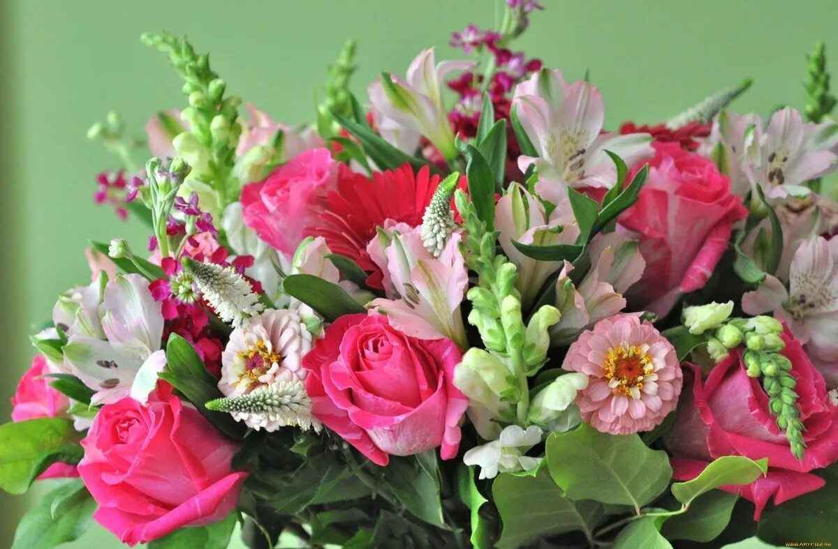 Цветы картинки. Остеросперос цветы. Букеты. Красивый букет. Очень красивые цветы.
