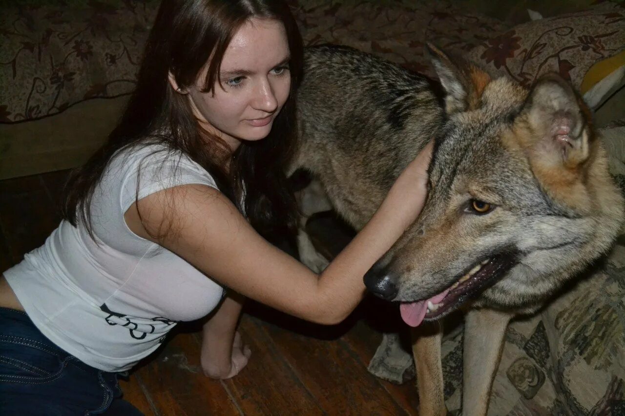 Русское живое домашнее. Волкособ. Волкособ гибрид волка. Домашний волк. Домашняя волчица.