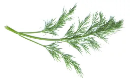 укроп голдкрон. веточка укропа. веточка укропа. фенхель веточка. укроп дилл.