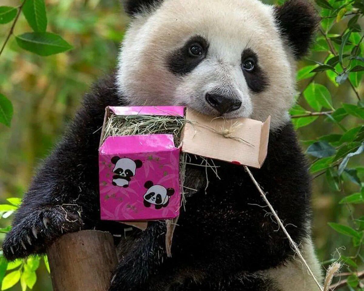 Pandas last. Панда слушает музыку. Панда в китайском зоопарке. Панда кисс. Панда фото.