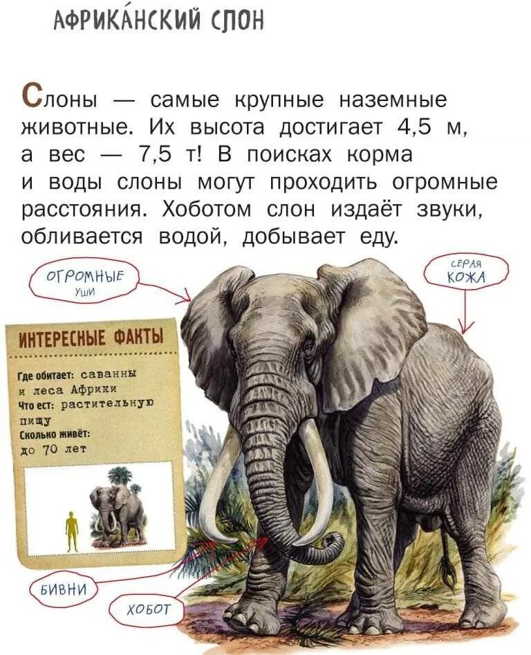 Аннотация слон. Аннотация слон