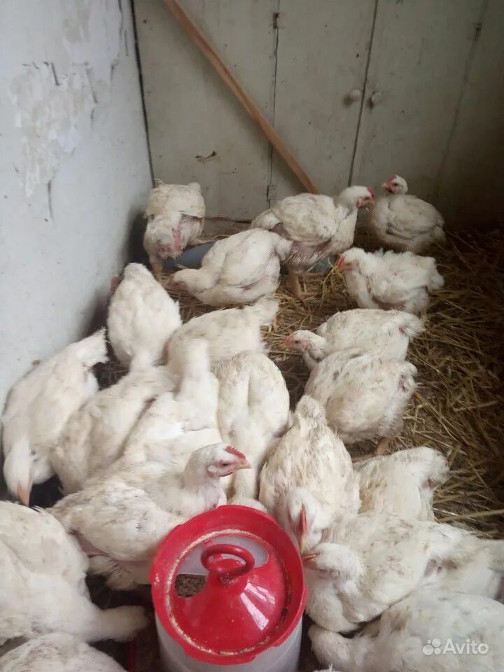 бройлеры 2 месяца. 5 месяца. 5 месяца. недельные цыплята бройлеры. цыплята бройлеры росс 308.