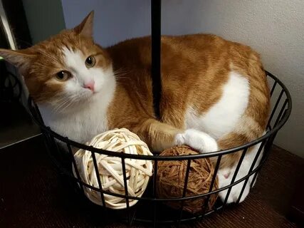 Котиссимо