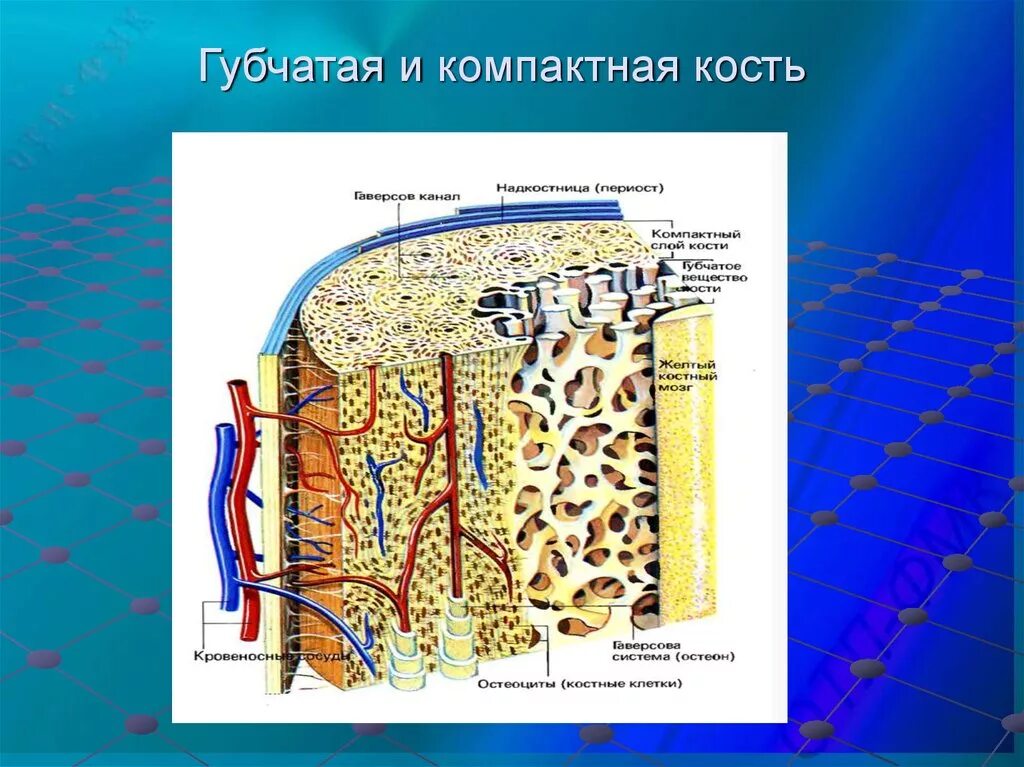 Компактное вещество костной ткани. Губчатое и компактное вещество костной ткани. Строение компактного и губчатого вещества кости. Костная ткань компактное вещество губчатое вещество.