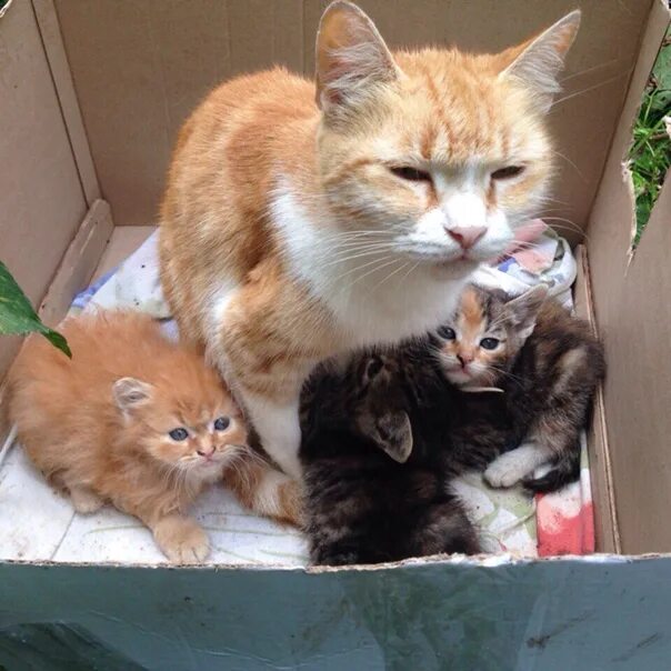 Домашние животные. Домашние кошки. Три кошки дома. Котики в деревне. Коты и коробки.