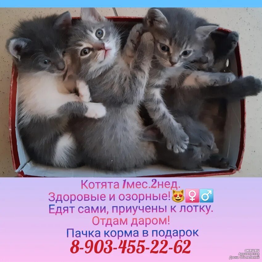 Объявления про котят. Объявление отдам котят. Отдам котят в добрые руки. Объявление отдам котят в добрые руки. Объявления отдам котят в добрые