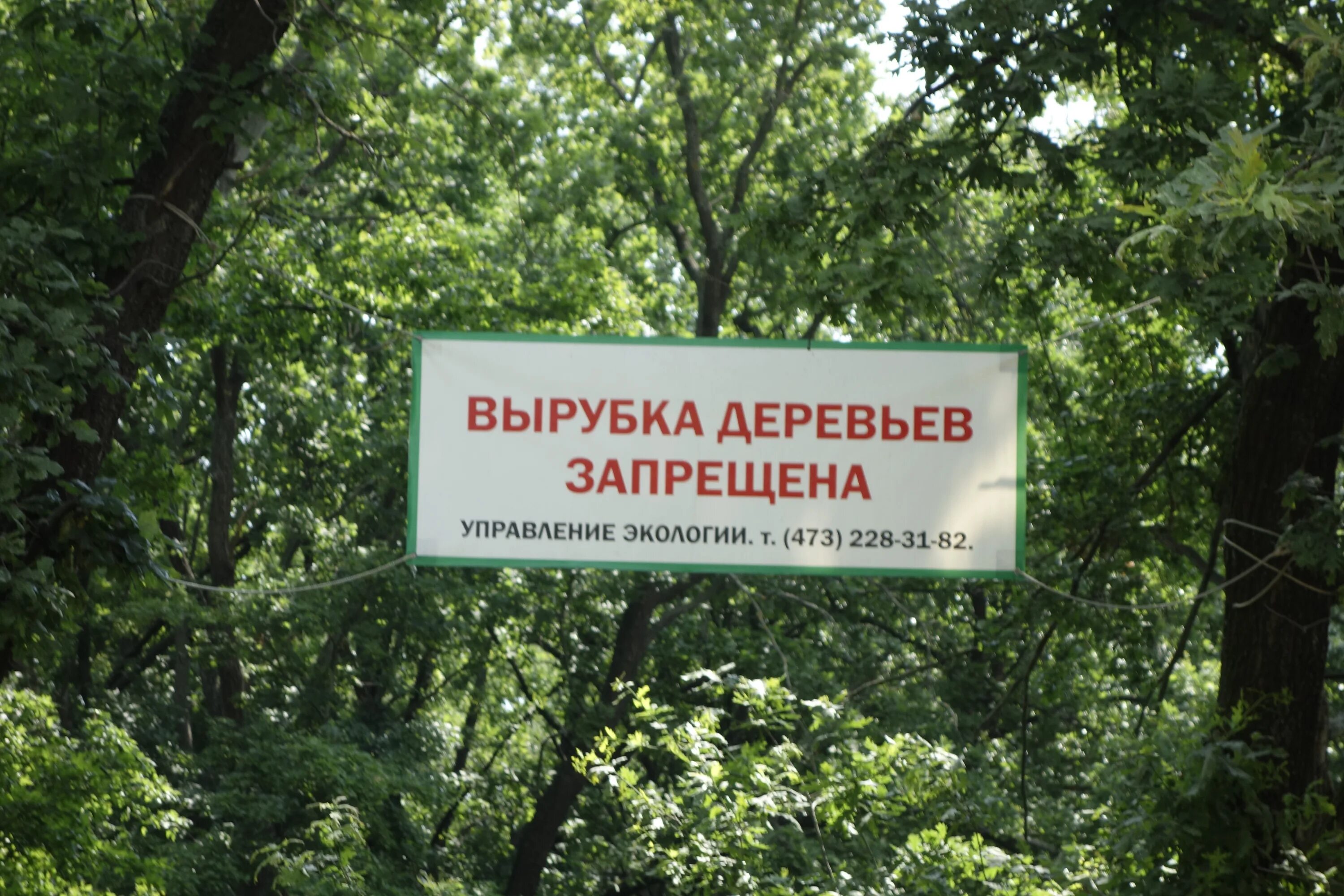 рубка деревьев. знак рубка деревьев запрещена. против вырубки леса. нет вырубке деревьев. ответственность за незаконную рубку лесных насаждений.