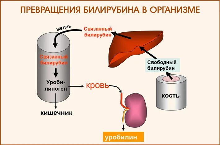 Кровь в печени причины